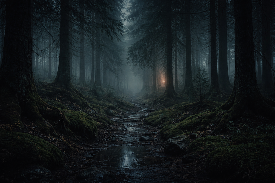 Mörk nordisk skog i dimma med tät barrskog och våt stig i dämpat ljus, skräckfilmskänsla.